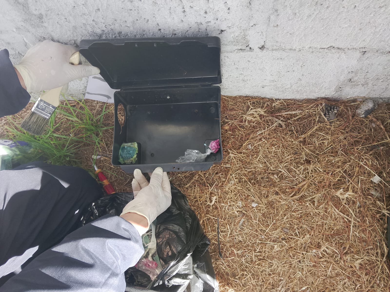 Trabajos de pintura limpieza fumigación jardinera varios servicios 3
